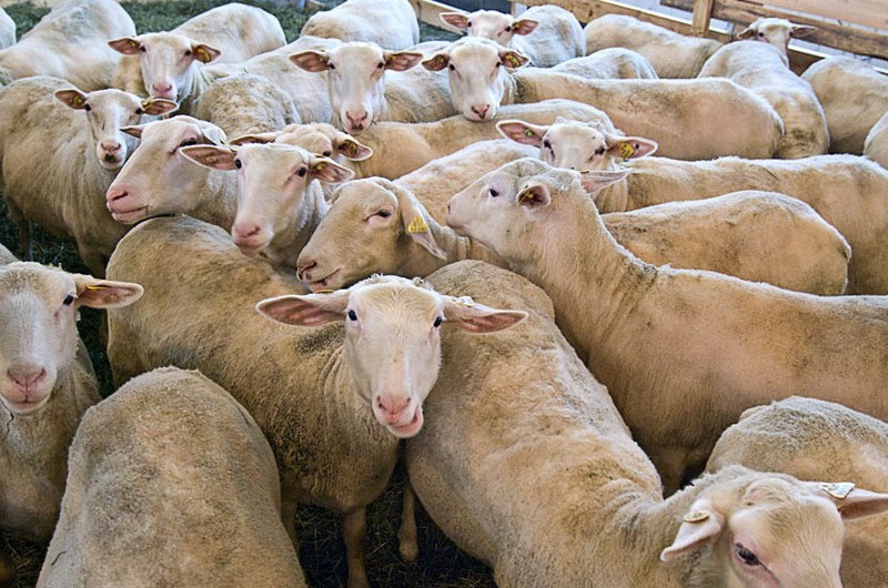 Fromagerie du Vieux Saint-Joseph