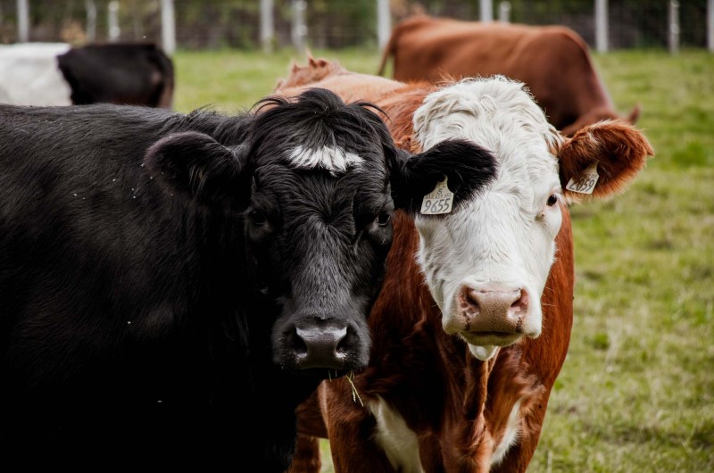 Société Coopérative Agricole de l’Isle-aux-Grues