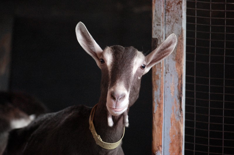 Fromagerie Ruban Bleu